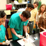 Leucopathie : quel impact sur la longévité et la qualité de vie ?